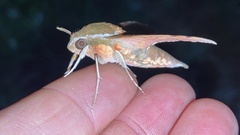 Rhagastis mongoliana