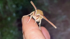 Rhagastis mongoliana