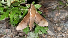 Rhagastis mongoliana