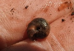 Trochulus striolatus