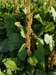 Rumex alpinus