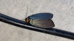 Macrobrochis staudingeri