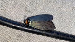 Macrobrochis staudingeri