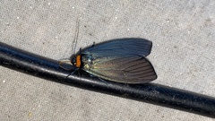 Macrobrochis staudingeri