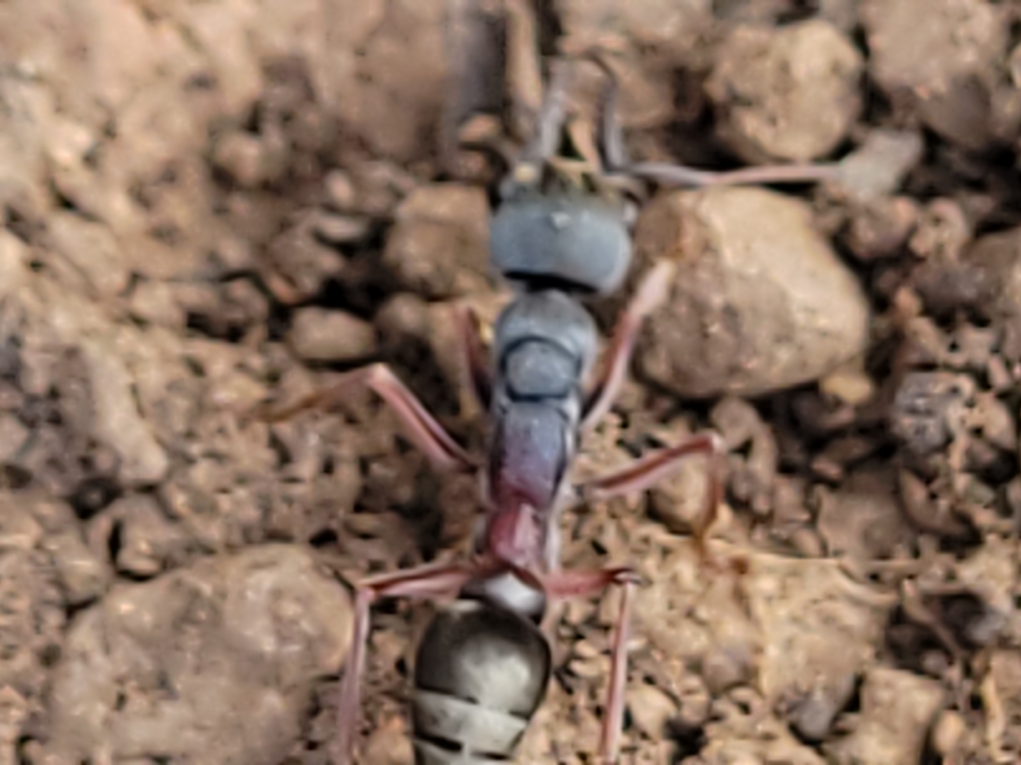 Myrmecia varians