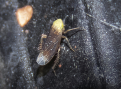 Polyamia apicata