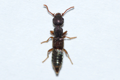 Rugilus rufipes