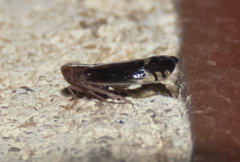 Stenocranus brunneus