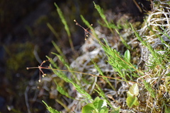 Luzula rufescens