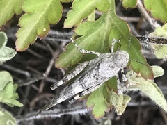 Trimerotropis occidentalis