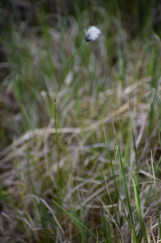 Northland cottonsedge (Eriophorum brachyantherum)