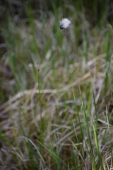 Eriophorum brachyantherum