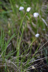 Eriophorum brachyantherum