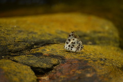 Tajuria maculata