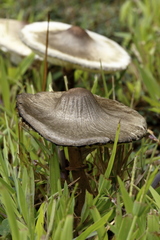Leucoagaricus americanus image