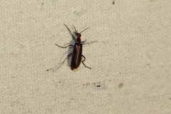 Pyrota tenuicostatis