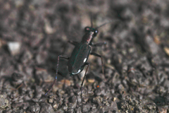 Cylindera germanica