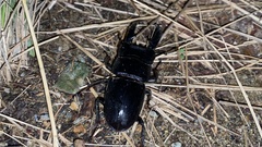 Serrognathus titanus castanicolor