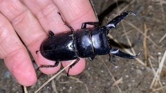 Serrognathus titanus castanicolor