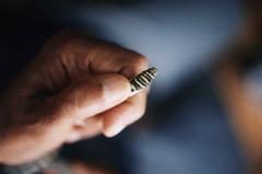 Chrysopelea taprobanica