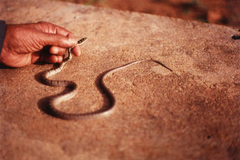 Chrysopelea taprobanica