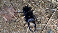 Serrognathus titanus castanicolor