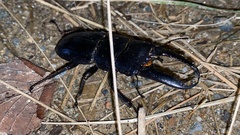 Serrognathus titanus castanicolor