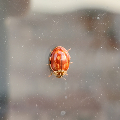 Harmonia quadripunctata