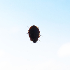 Harmonia quadripunctata