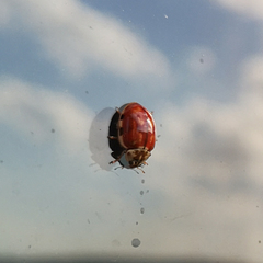 Harmonia quadripunctata
