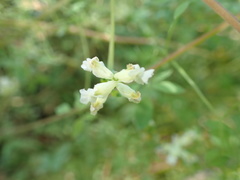 Ceratocapnos claviculata