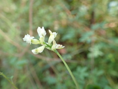 Ceratocapnos claviculata