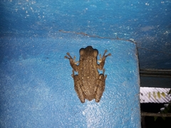 Polypedates leucomystax