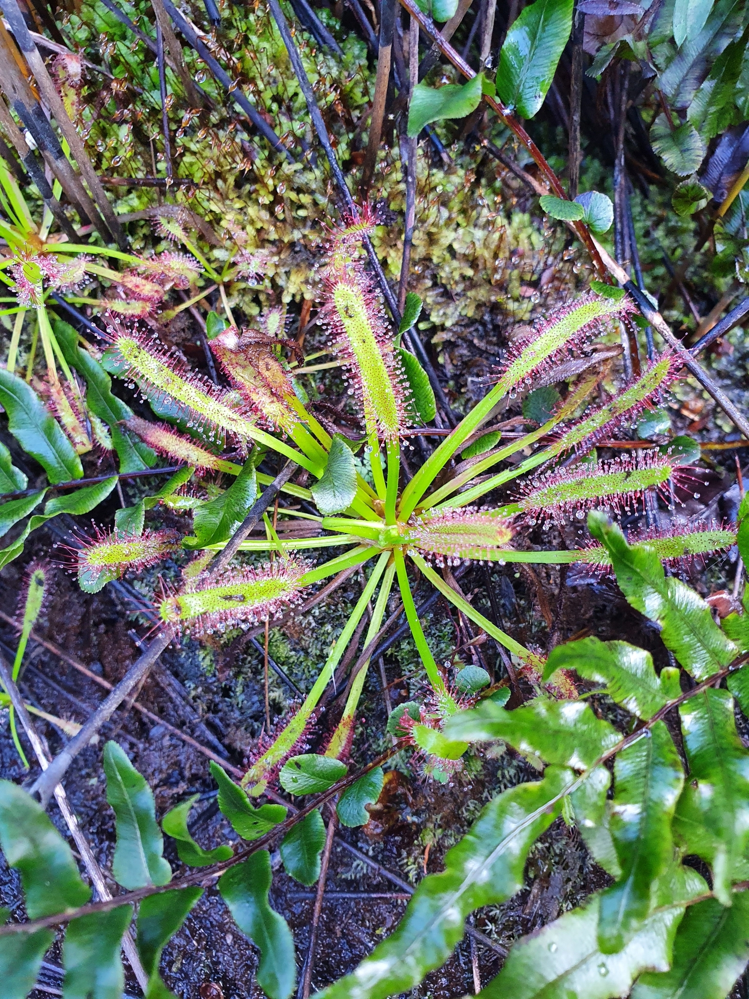 Drosera capensis 'Hercules' 3
