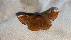 Fascellina chromataria