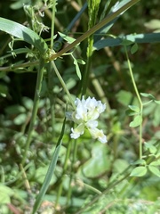 Ceratocapnos claviculata