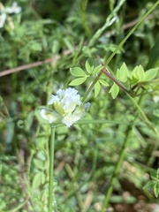 Ceratocapnos claviculata