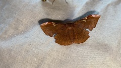 Fascellina chromataria