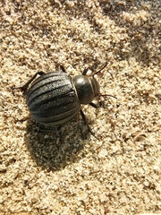 Pimelia bipunctata