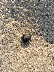 Pimelia bipunctata