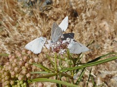 Satyrium sylvinus dryope