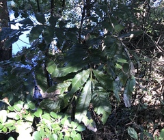 Davidsonia jerseyana