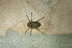 Leptostylopsis terraecolor