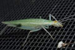 Oecanthus exclamationis