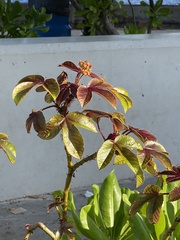 Jatropha gossypiifolia