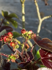 Jatropha gossypiifolia