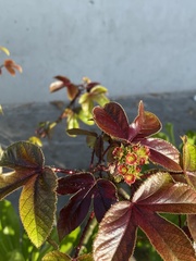 Jatropha gossypiifolia
