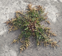 Rumex crassus