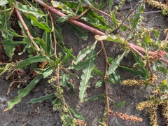 Rumex crassus