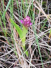Dactylorhiza incarnata incarnata